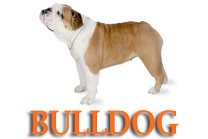 Virtual Dog Training for Bulldogs