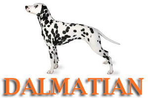 Virtual Dog Training for Dalmatians