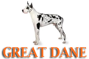 Virtual Dog Training for Great Danes