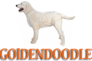 Dog Training for Goldendoodle