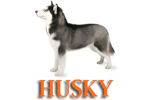 Dog Training for Husky