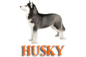 Virtual Dog Training for Siberian Huskys