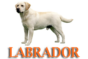 Virtual Dog Training for Labs