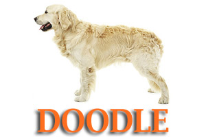 Virtual Dog Training for Labradoodles