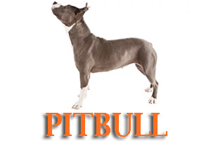 Dog Training for Pitbulls