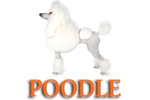 Virtual Dog Training for Poodles