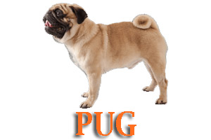 Virtual Dog Training for Pugs