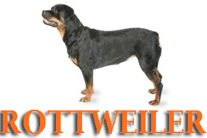 Dog Training for Rottweilers
