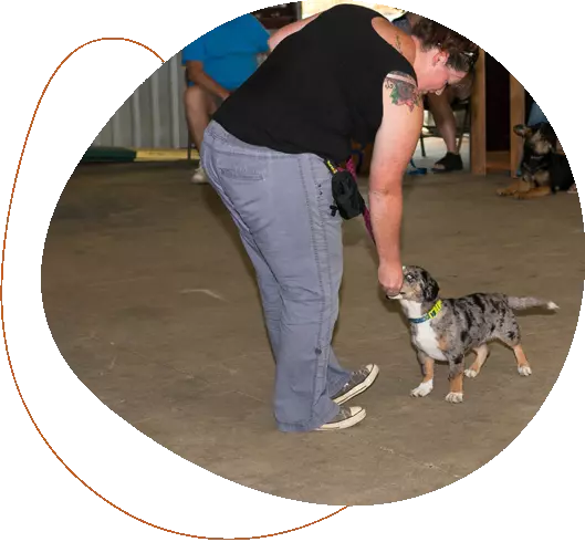 About virual Online professional Dog Training