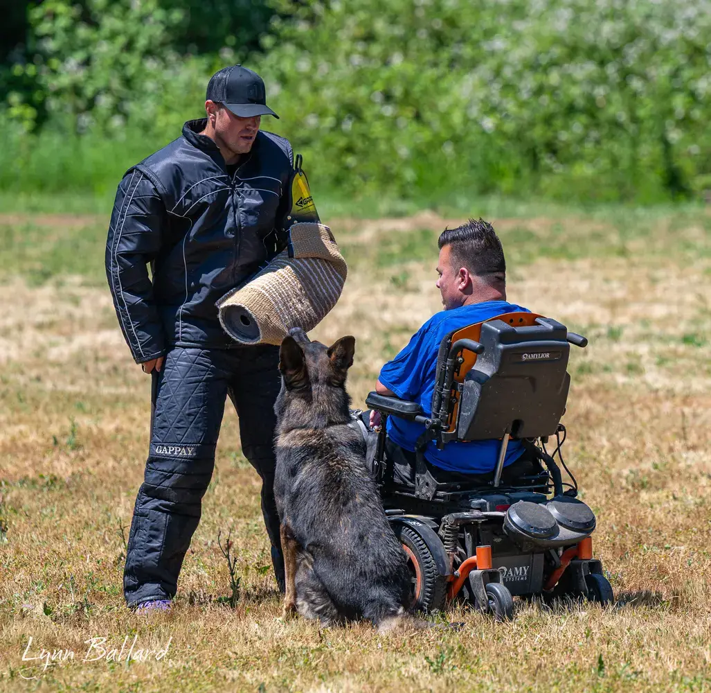 Dog learning the down command