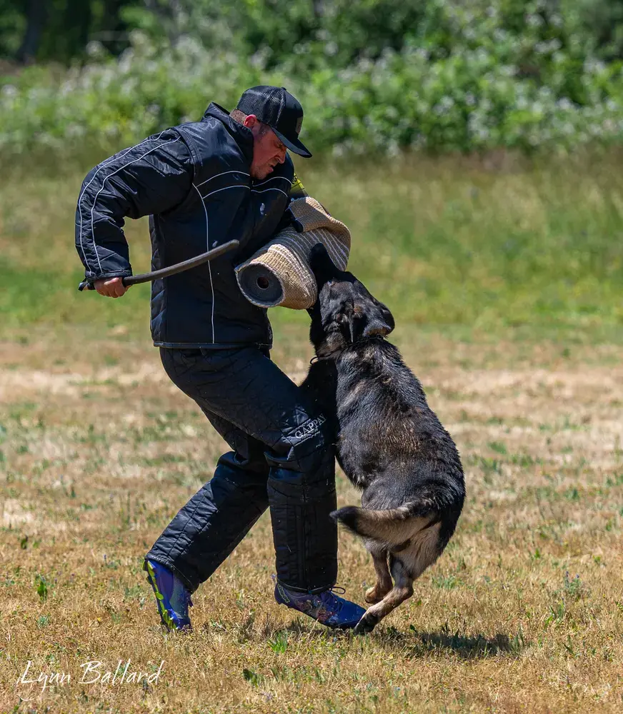 Dog engagement training with owner