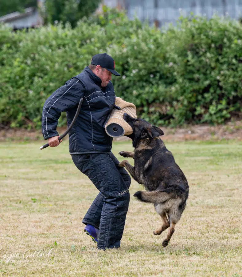 family dog obedience training 10