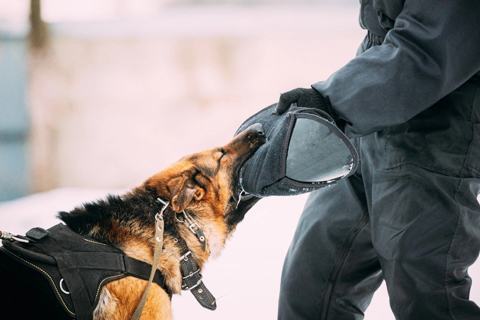 Dog learning polite greetings