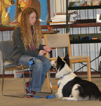 Dog Training Near Me, Online Dog Training, Virtual Dog Training, Professional Dog Training