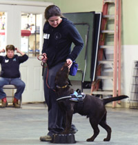 Dog Training Near Me, Online Dog Training, Virtual Dog Training, Professional Dog Training