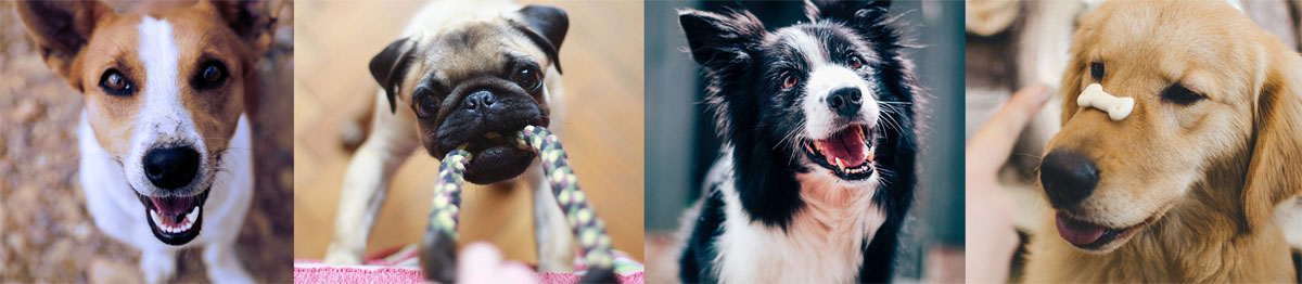 Dog Training for in Berkeley, CA</h2><div class=