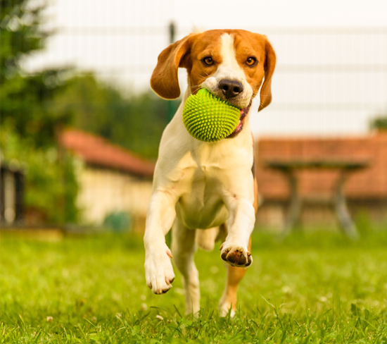 Teaching Your Dog Boundaries