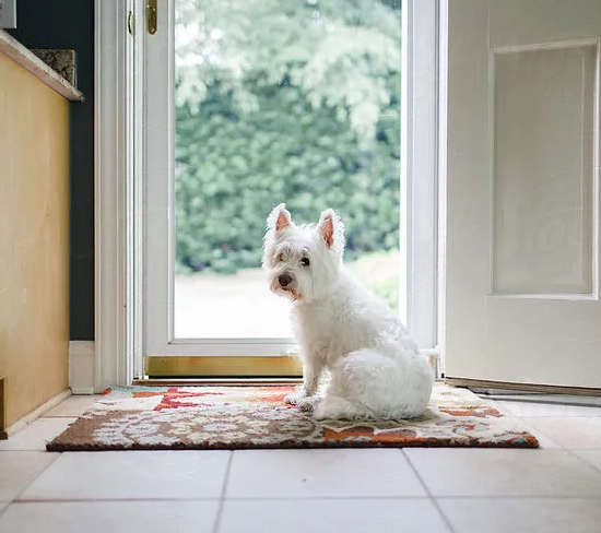 Teaching Your Dog Proper Door Manners