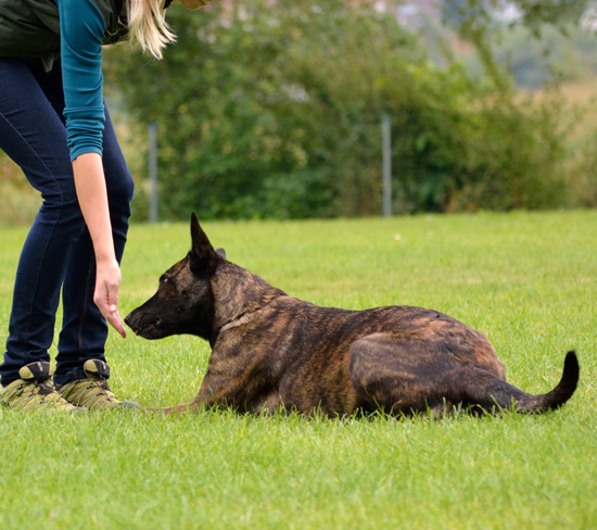 Teaching Your Dog To Down