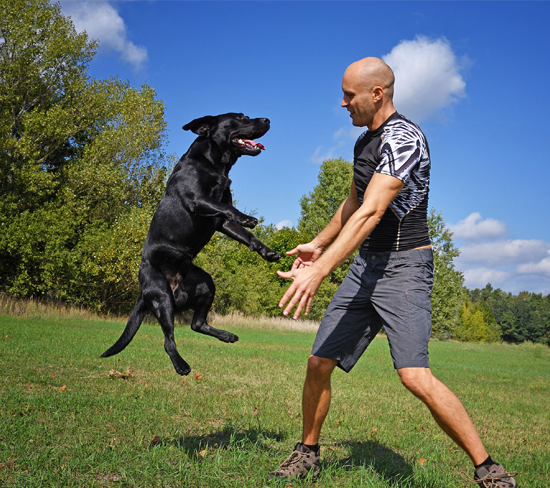 Teaching Your Dog Not To Jump