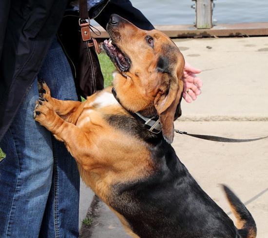 Teach Your Dog To Greet Politely