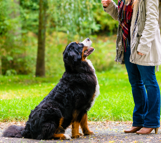 Teaching Your Dog To Sit Properly