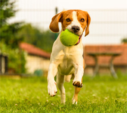 Teaching Your Dog Boundaries