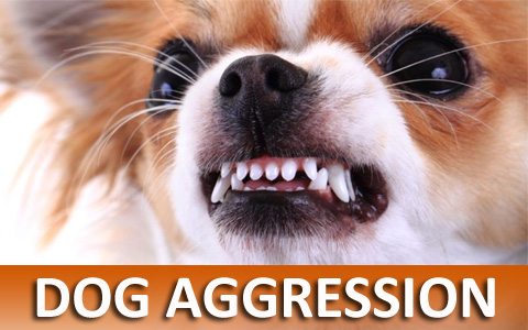 Virtual On-line Dog Training Helps With Dog Aggression
