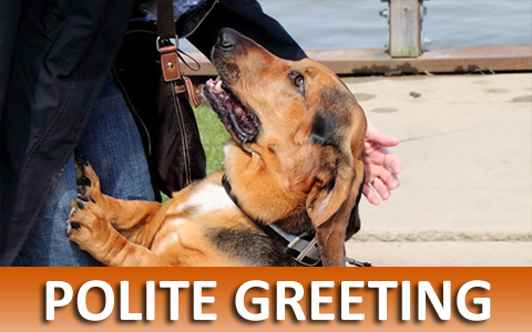 Virtual On-line Dog Training helps With Polite Greetings