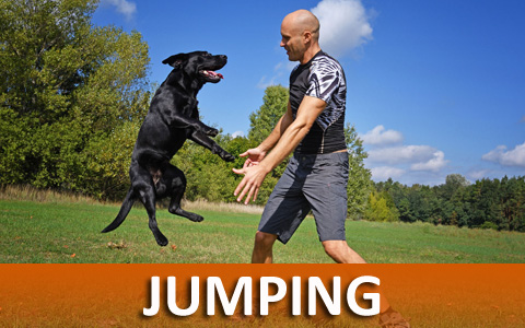 Virtual On-line Dog Training Helps With Jumping