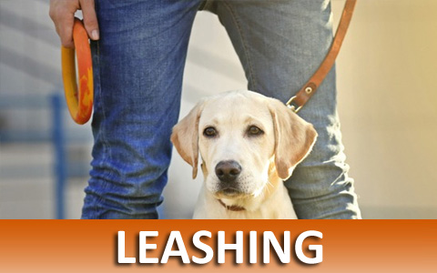 Virtual On-line Dog Training Helps With Calm Leashing