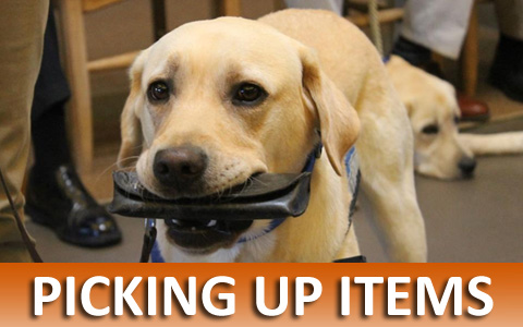 Virtual On-line Dog Training for Picking Up Items