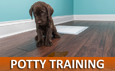 Virtual On-line Dog Training helps With Potty Training
