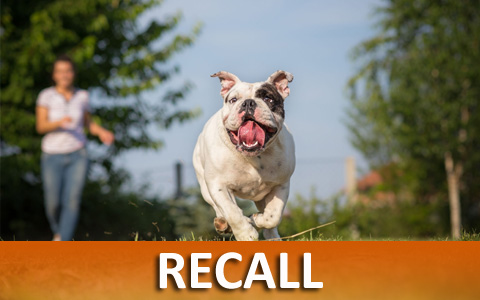 Virtual On-line Dog Training Helps With Recall