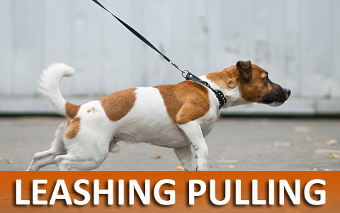 Virtual On-line Dog Training Helps With Leash Pulling